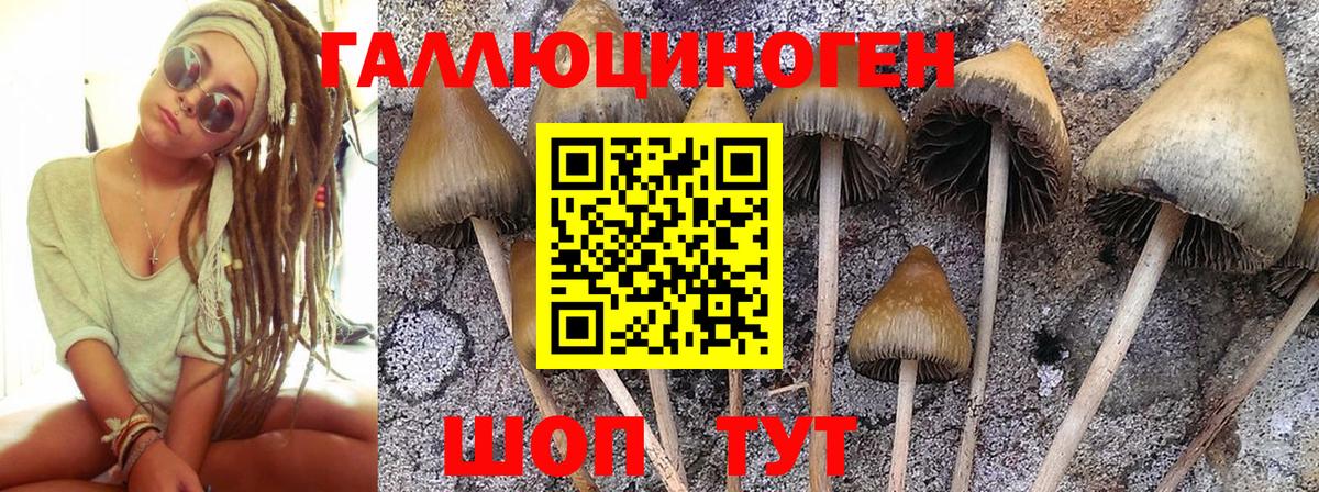Хасавюрт  Псилоцибиновые грибы GOLDEN TEACHER  Вход с VPN 